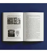 The Medieval Rose Windows: Meaning, symbols, esotericism and numerology